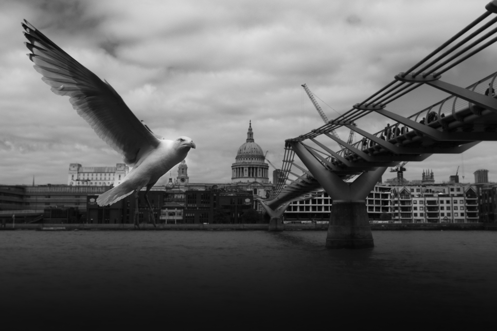 WL03 The Gull of St Paul's.jpg